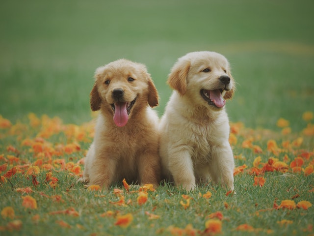 two-yellow-labrador-retriever-puppies-1108099
